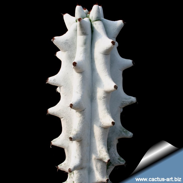 Stenocereus_beneckei_sd_810.jpg