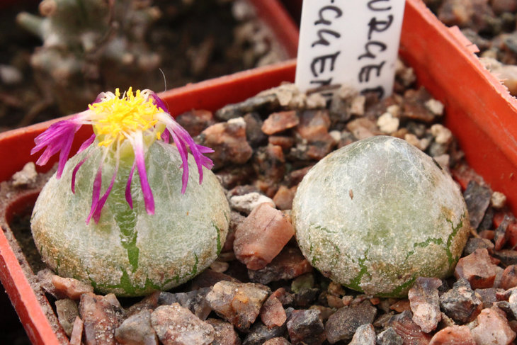 Conophytum burgeri. В правом растении внутри зреет бутон (к сожалению, на фото этого не видно).