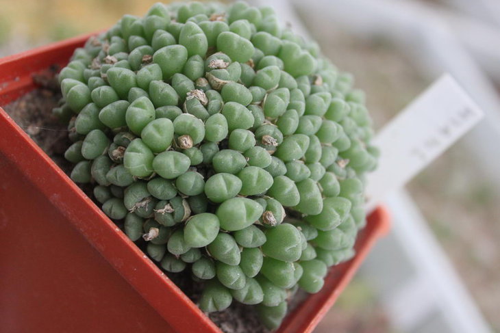 Эта же куртина Conophytum hians полтора года назад.