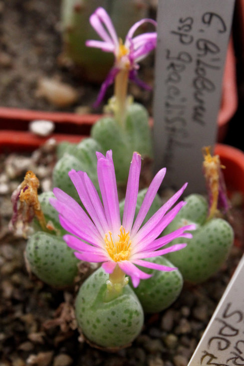Conophytum bilobum ssp. gracilistilus Chauviniae K. Par