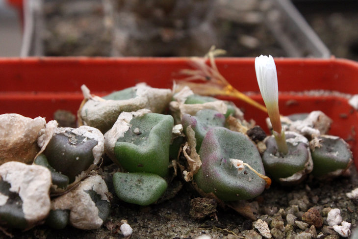 Conophytum cubicum