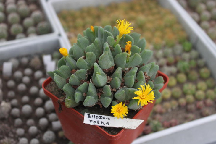 Conophytum bilobum
