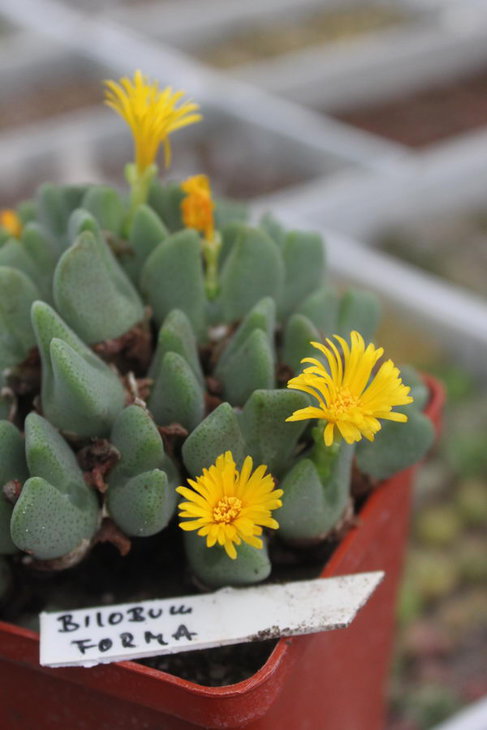 Conophytum bilobum