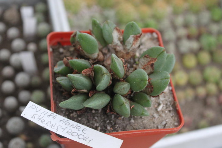 Conophytum hanae PVV1184 Sherkstroom