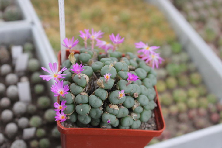 Conophytum minutum