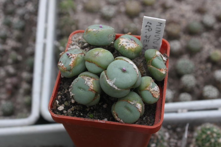 Conophytum minutum ssp. pearsonii