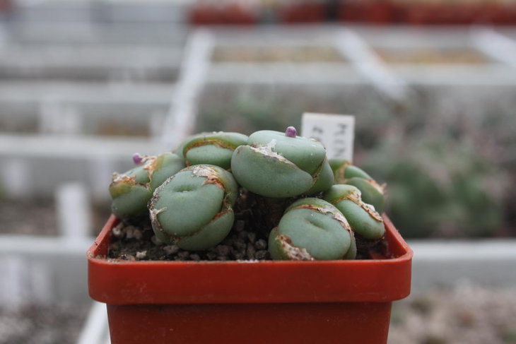 Conophytum minutum ssp. pearsonii