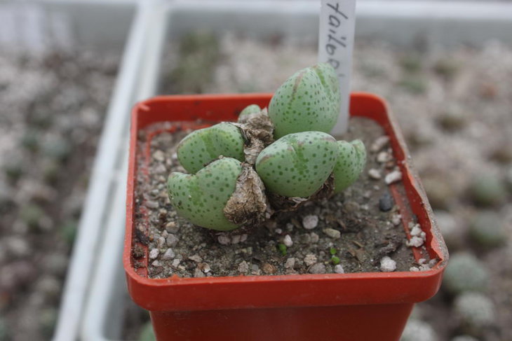 Conophytum tailorianus