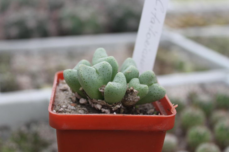 Conophytum tailorianus (другой генотип)