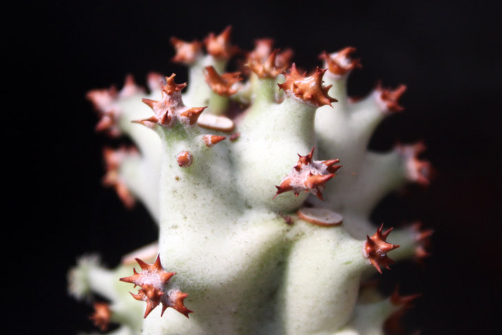 Monadenium arborescens