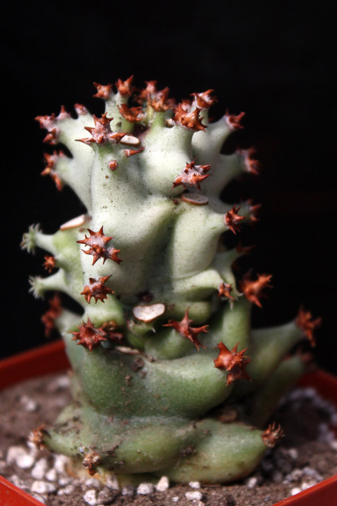 Monadenium arborescens