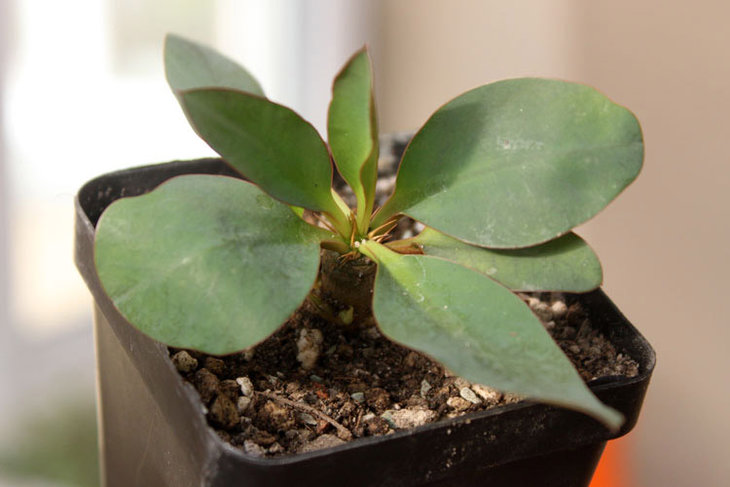 Euphorbia quartziticola PV2661
