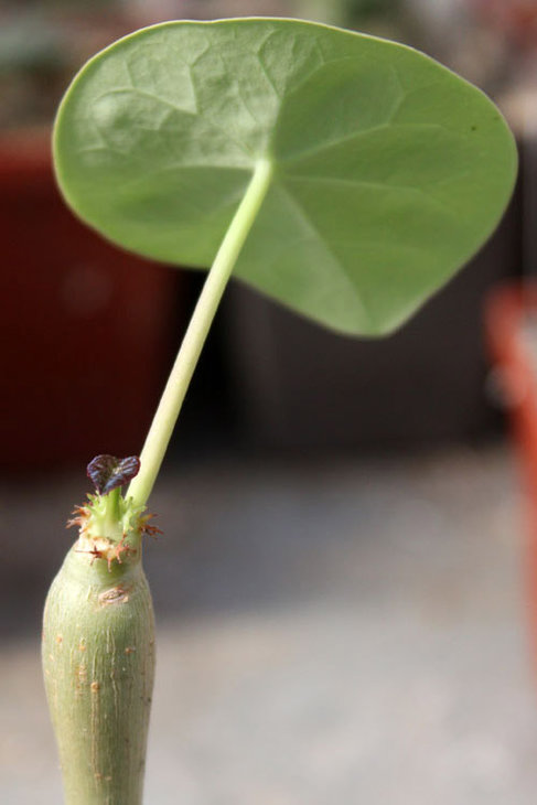 Jatropha podagrica