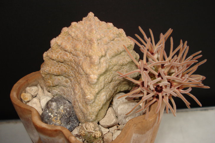 Pseudolithos cubiformis