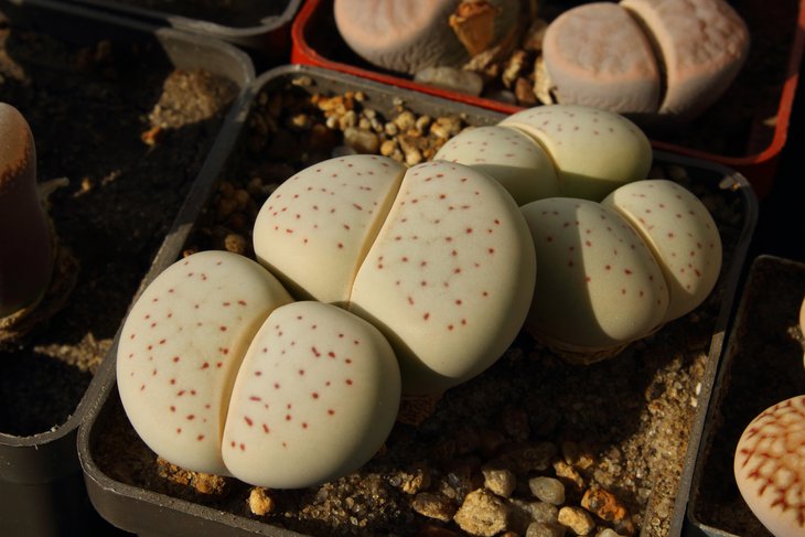 Dinteranthus vanzilii