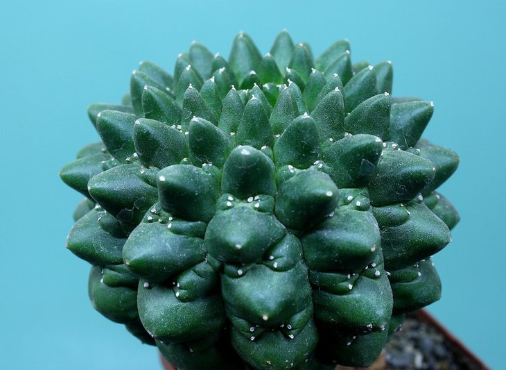Euphorbia gymnocalycioides