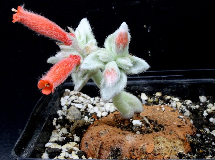 Sinningia leucotricha (syn. canescens)