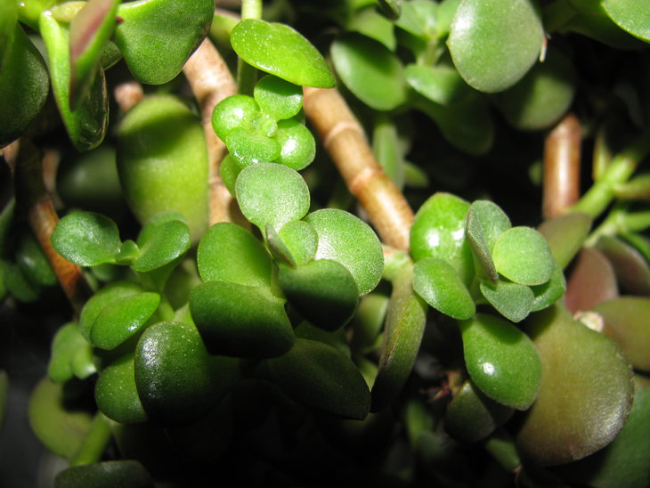 Crassula ovata