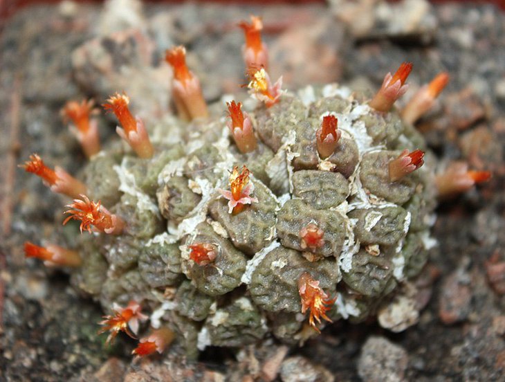 conophytum angelicae tetragonum