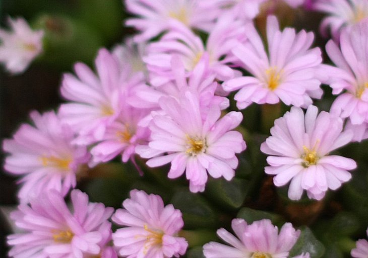 Ophthalmophyllum praesectum