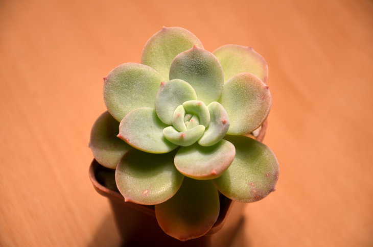 Echeveria cv. 'Valentina'