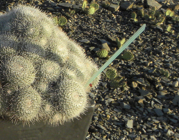 DSCN7902s.jpg
