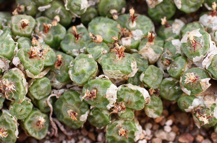 1410.64-angelicae ssp tetragonum near Klipbok, square brown bodies