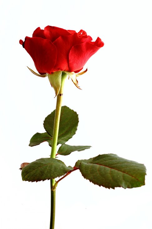 Поздравительная-открытка-с-розой-1358589836_48.jpg