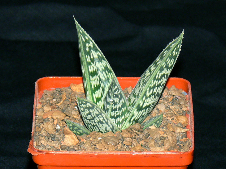 Aloe Sladeniana ES 2663
