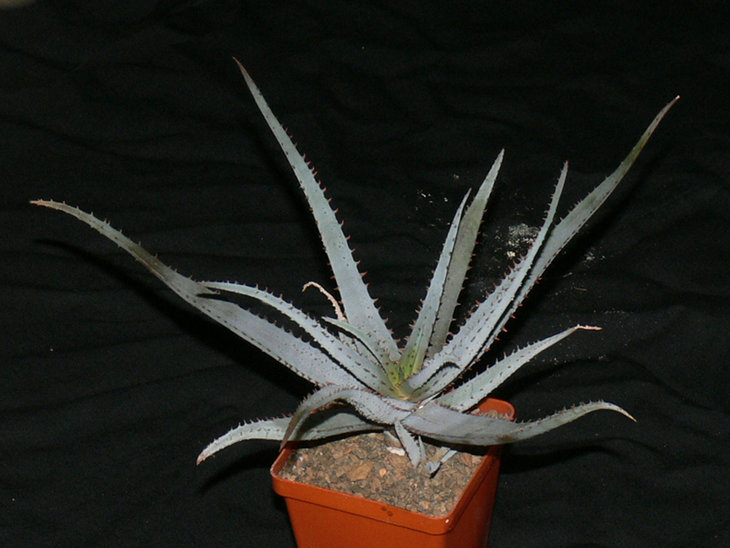 Aloe Parvula