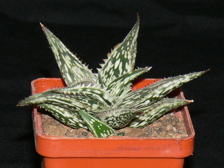 Aloe Jucunda White