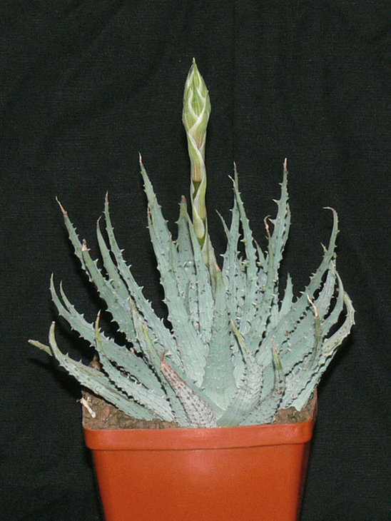 Aloe Humilis