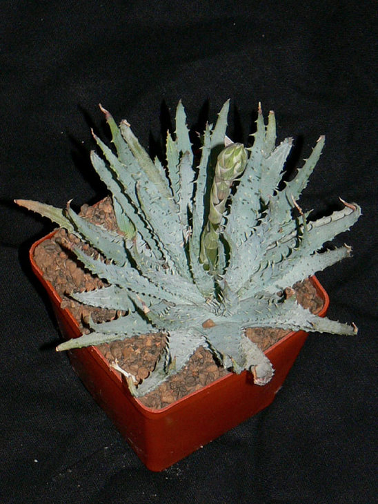 Aloe Humilis