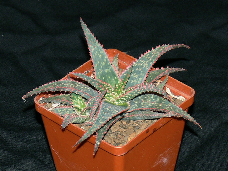 Aloe cv.Christmas Carol