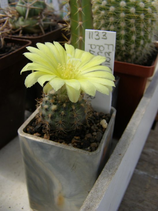 Frailea pumila P401 3 (760 x 1013) (1).jpg