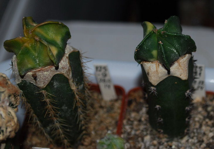 DSC_1851  A. myr. var..jpg