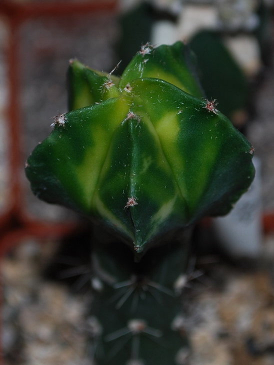 DSC_1854   A. myr. var..jpg