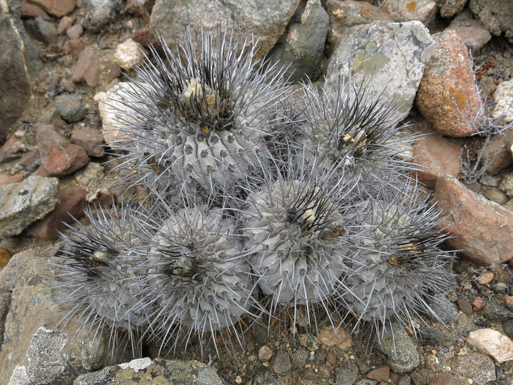 Copiapoa dealbata, Quebrada Mala
