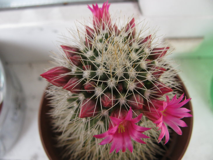 Mammillaria backebergiana