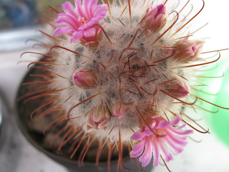 Mammillaria bombycina