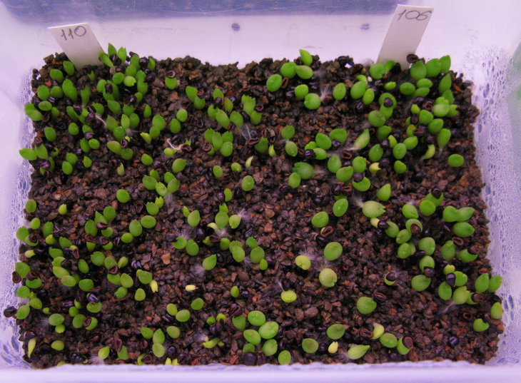 110-A.senilev.aureum 106-A.coahuilense