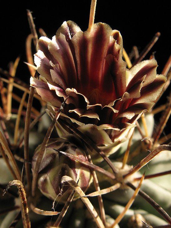 Glandulicactus uncinatus