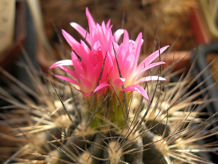 Neoporteria artrispinosa