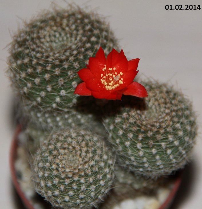 Rebutia sp