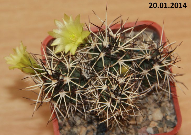 Echinocereus davisii SB426