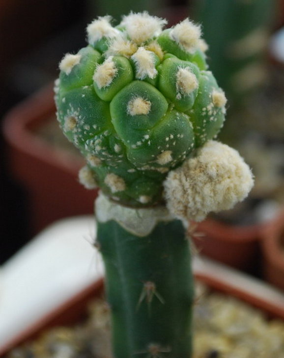 DSC_1968а.jpg