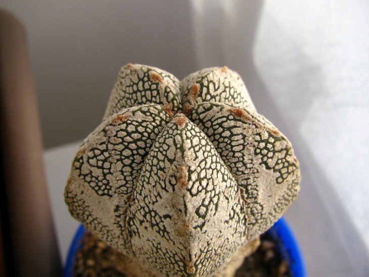 Astrophytum myriostigma cv. Onzuka