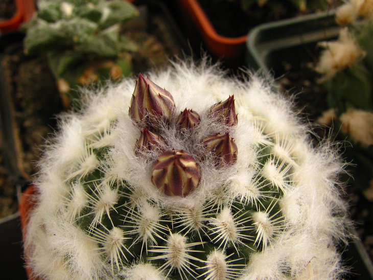 turbinicarpus mombergeri
