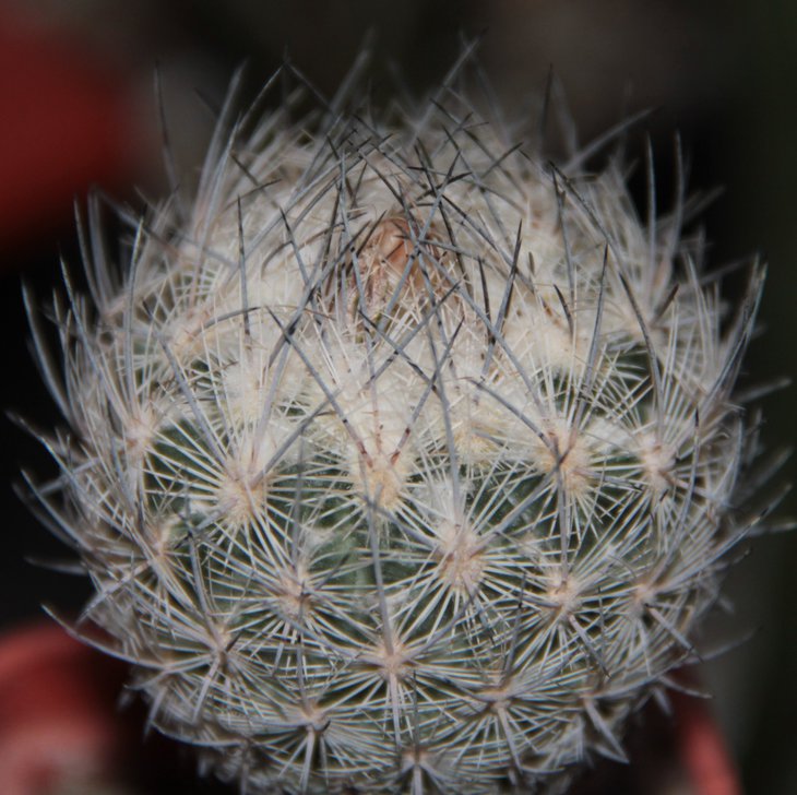 Echinomastus mariposensis