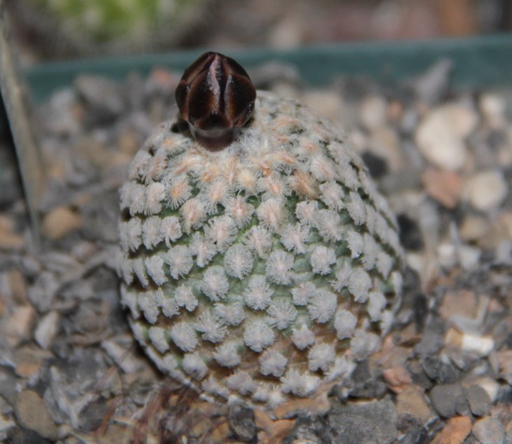 Turbinicarpus valdezianus